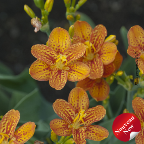 Belamcanda chinensis 'Freckle Face'