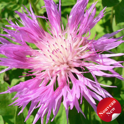 Centaurea dealbata