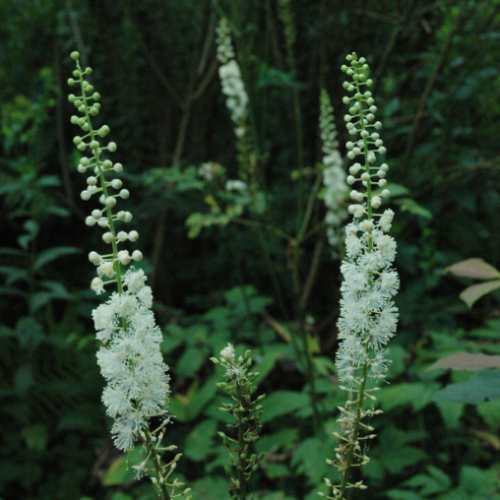 Cimicifuga racemosa -1g