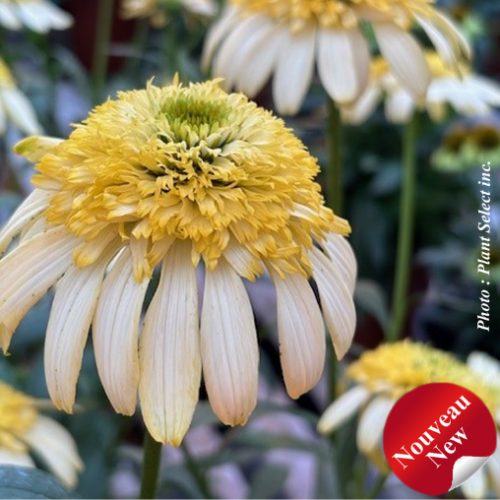 Echinacea 'Fried Egg' - 1g