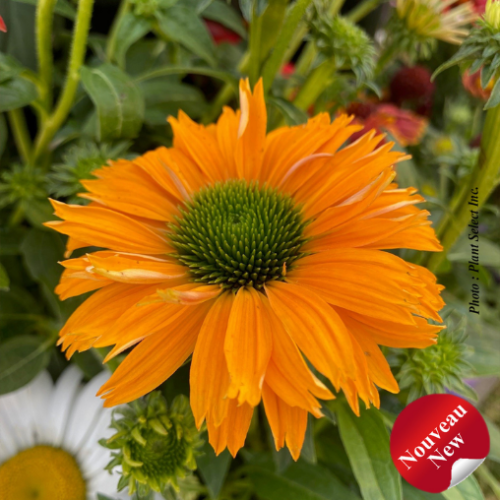 Echinacea Sunseekers® 'Mineola'