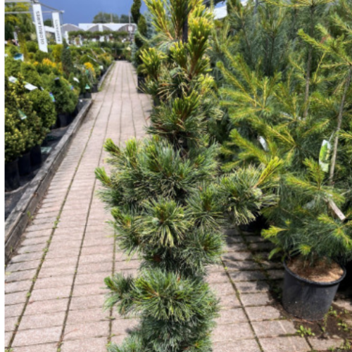 Pinus cembra 'Compacta Glauca' - 80cm