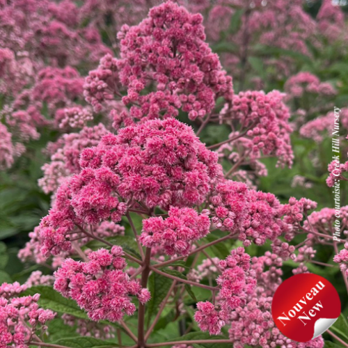 Eupatorium fistulosa 'JoJo' - 2g