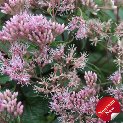 Eupatorium 'Little Pye' -2g