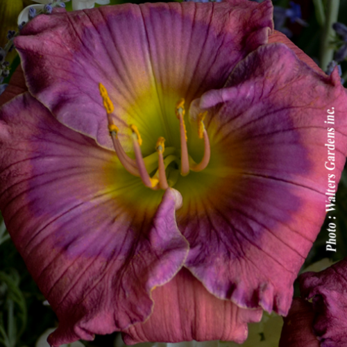 Hemerocallis 'Lavender Blue baby' -1g