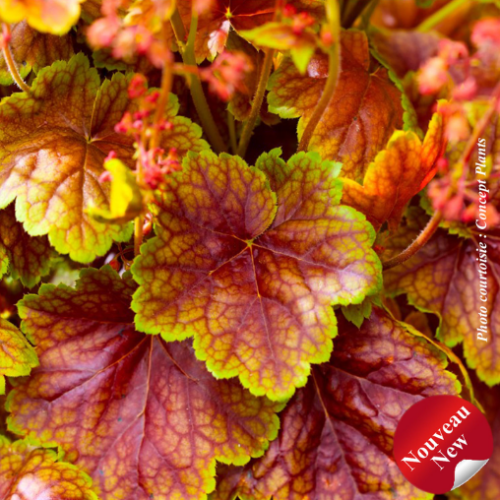 Heuchera 'Eternal Flame' -1g