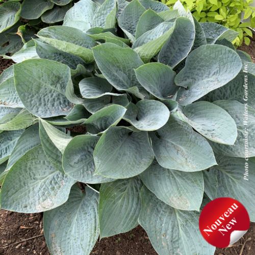 Hosta Shadowland® 'Above the Clouds' - 1g