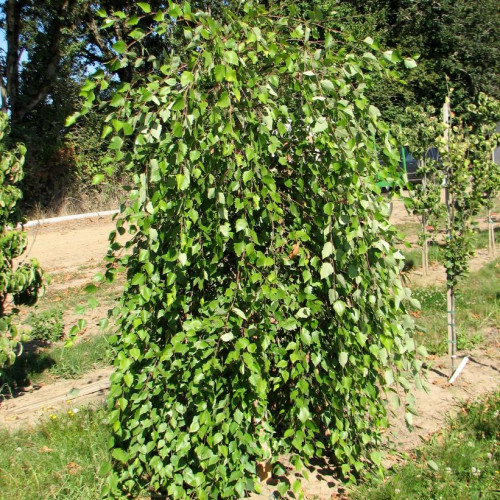 Betula nigra 'Summer Cascade' - 60mm
