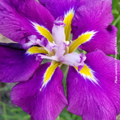 Iris ensata 'Cry of Rejoice' - 2g
