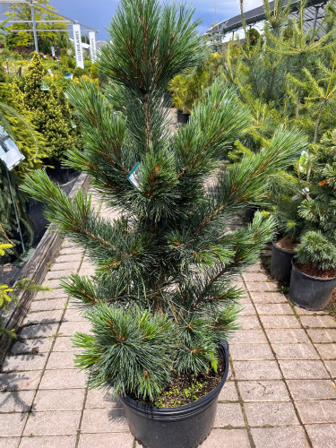 Pinus cembra 'Landis' - 90cm