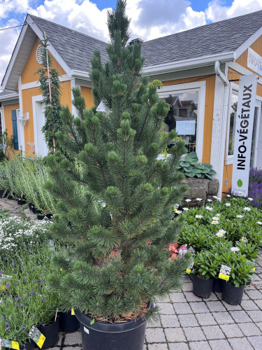 Pinus mugo 'Tannenbaum'