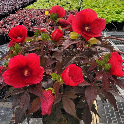 Hibiscus 'MoonShadow Morello - 2g 