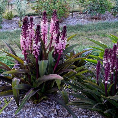 Eucomis comosa 'Safari Adventure' - 2g