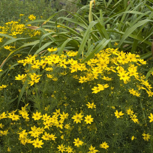 Coreopsis verticillata 'Zagreb'
