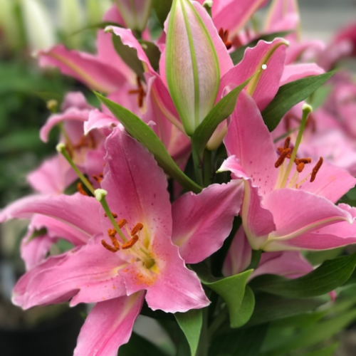 Lilium Lily Looks™ 'Sunny Camino' -2g