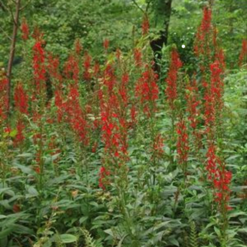 Lobelia cardinalis
