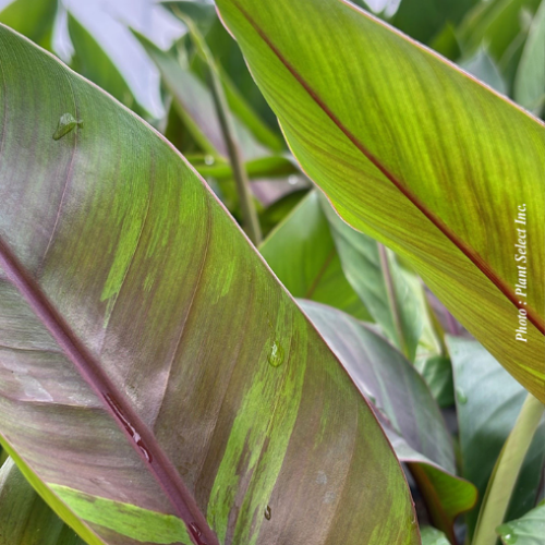Musa sikkimensis 'Ever Red' - 1g
