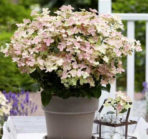 Hydrangea paniculata 'Early Evolution' - 2g
