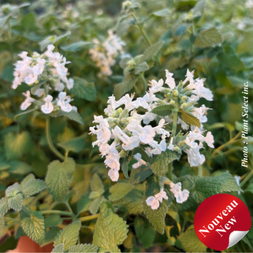 Nepeta 'Serene Frost' -1g