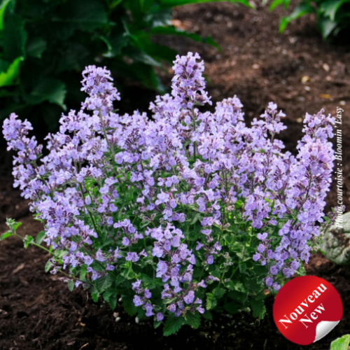 Nepeta 'SylvesterBlue™'