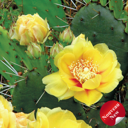Opuntia humifusa - 1g