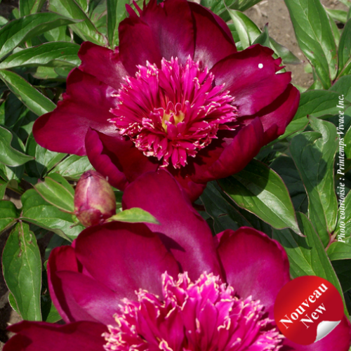 Paeonia 'Barrington Belle' (lact.) - 2g
