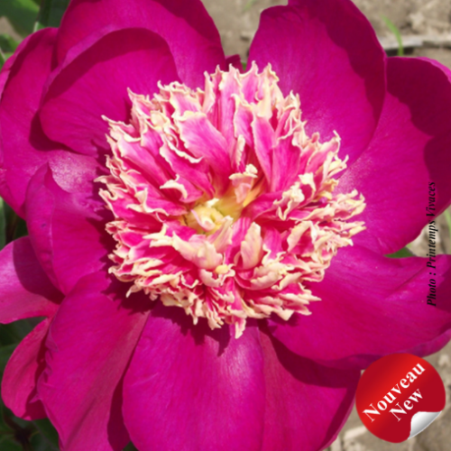 Paeonia 'Mikado' (lact.) -2g
