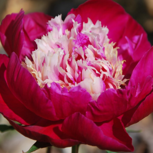 Paeonia lactiflora 'White Cap' - 2g