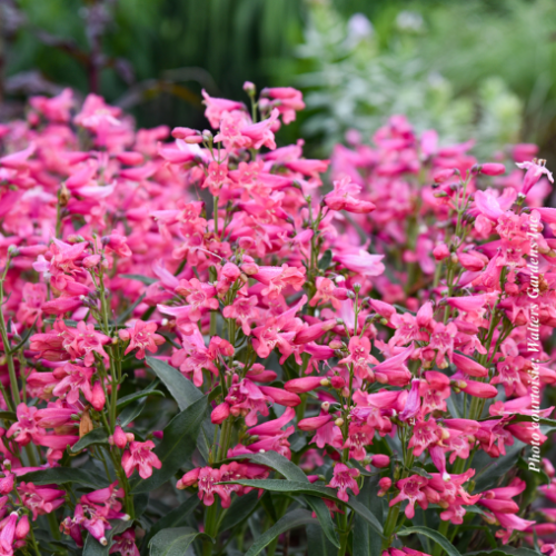 Penstemon Bejeweled™ 'Pink Pearls' -1g