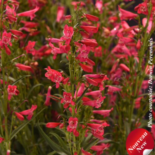 Penstemon Summit Sweets™ 'Ruby' - 2g