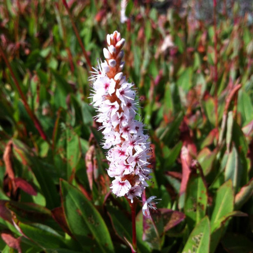 Persicaria affinis - 1g