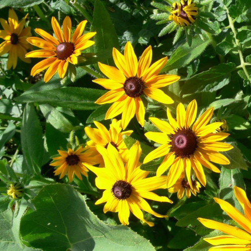 Rudbeckia fulgida 'Viette's Little Suzy'