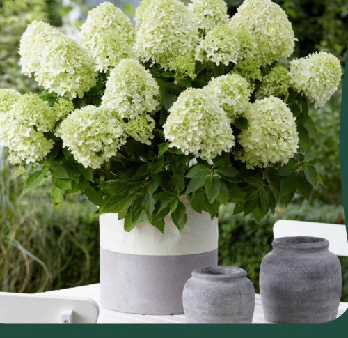 Hydrangea paniculata 'Little Spooky'