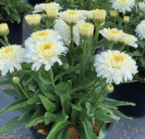 Leucanthemum x superbum 'Macaroon' - 2g