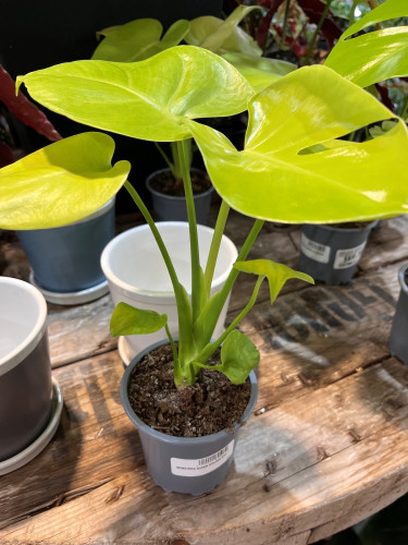 Monstera deliciosa 'Super Golden' - 4"