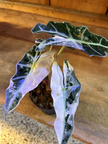 Alocasia Polly 'Pink Variegated' - 4"