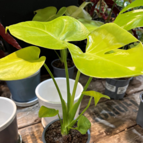 Monstera deliciosa 'Super Golden' - 4"