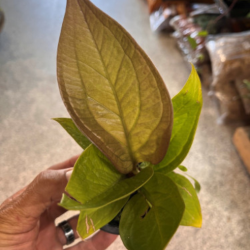 Anthurium Jenmanii 'Golden' - 4"