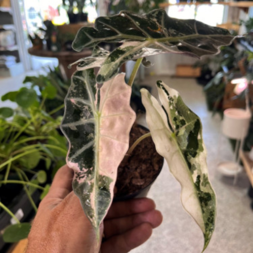 Alocasia Polly 'Pink Variegated' - 4"