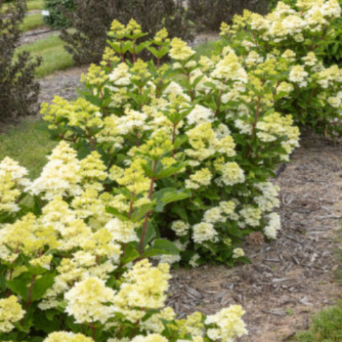 Hydrangea panicultata "Spring Sizzle' - 2g