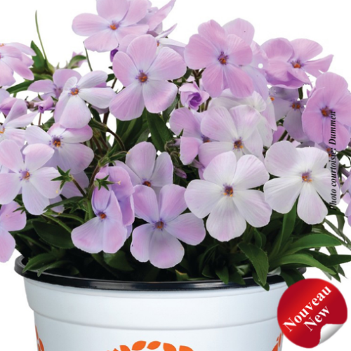Phlox x Woodlander™ 'Lilac' -1g