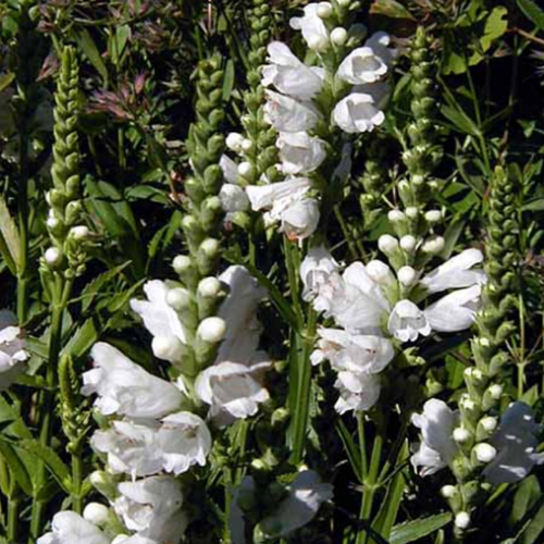 Physostegia virginiana 'Miss Manner's' - 1g