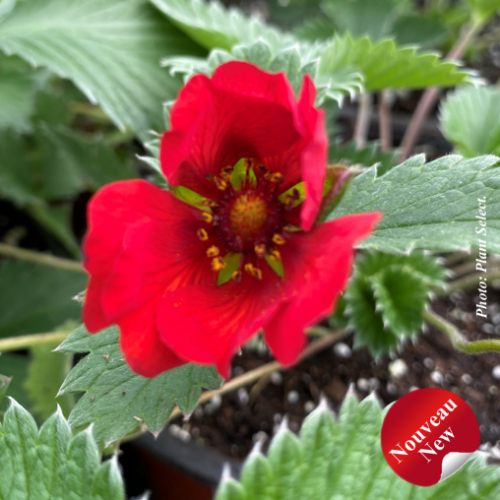 Potentilla 'Scarlet Starlit' - 2g