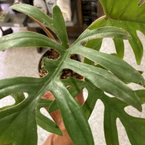 Philodendron 'mayoi'