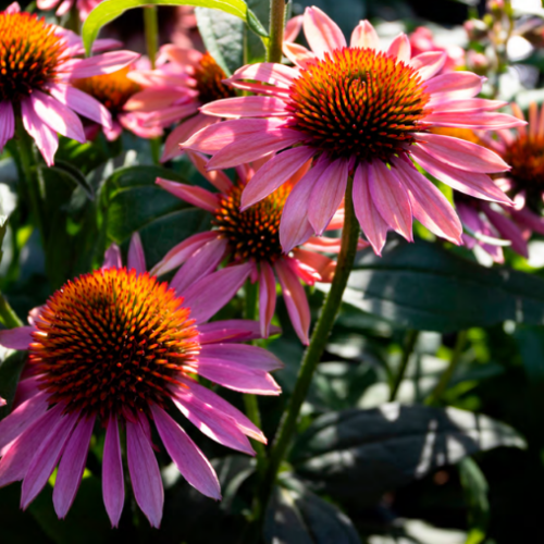 Echinacea 'Moodz' - 1g