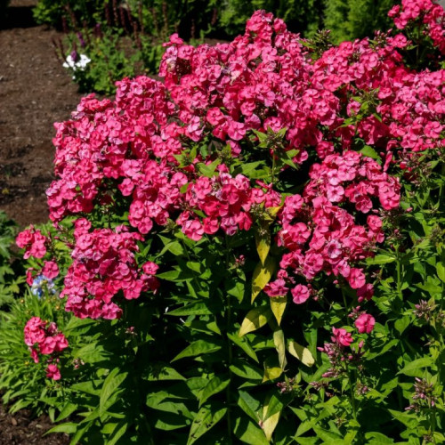 Phlox paniculata 'Ka-Pow® Pink' - 2g
