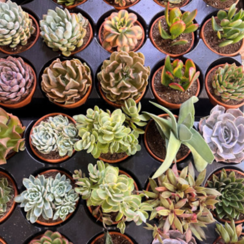Succulentes assortis Select 3.5"