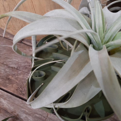 Tillandsia xeropgraphica