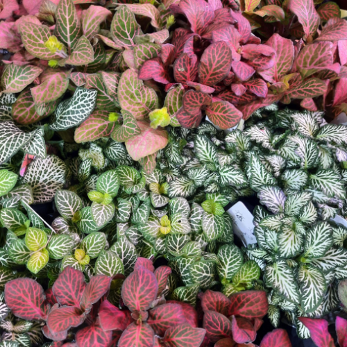 Fittonia assortis