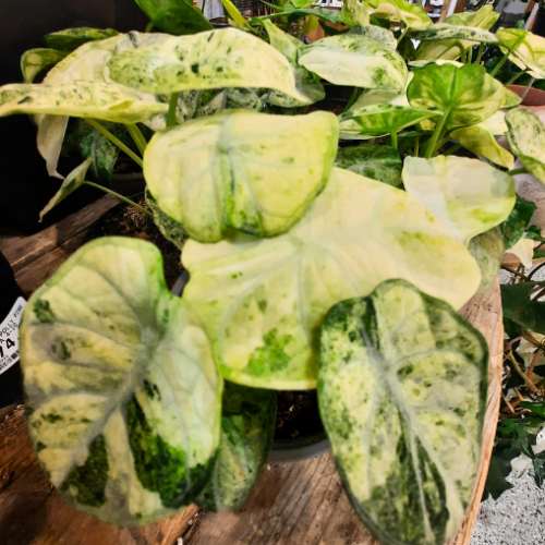 Alocasia 'Ninja Mint variegated' - 4''